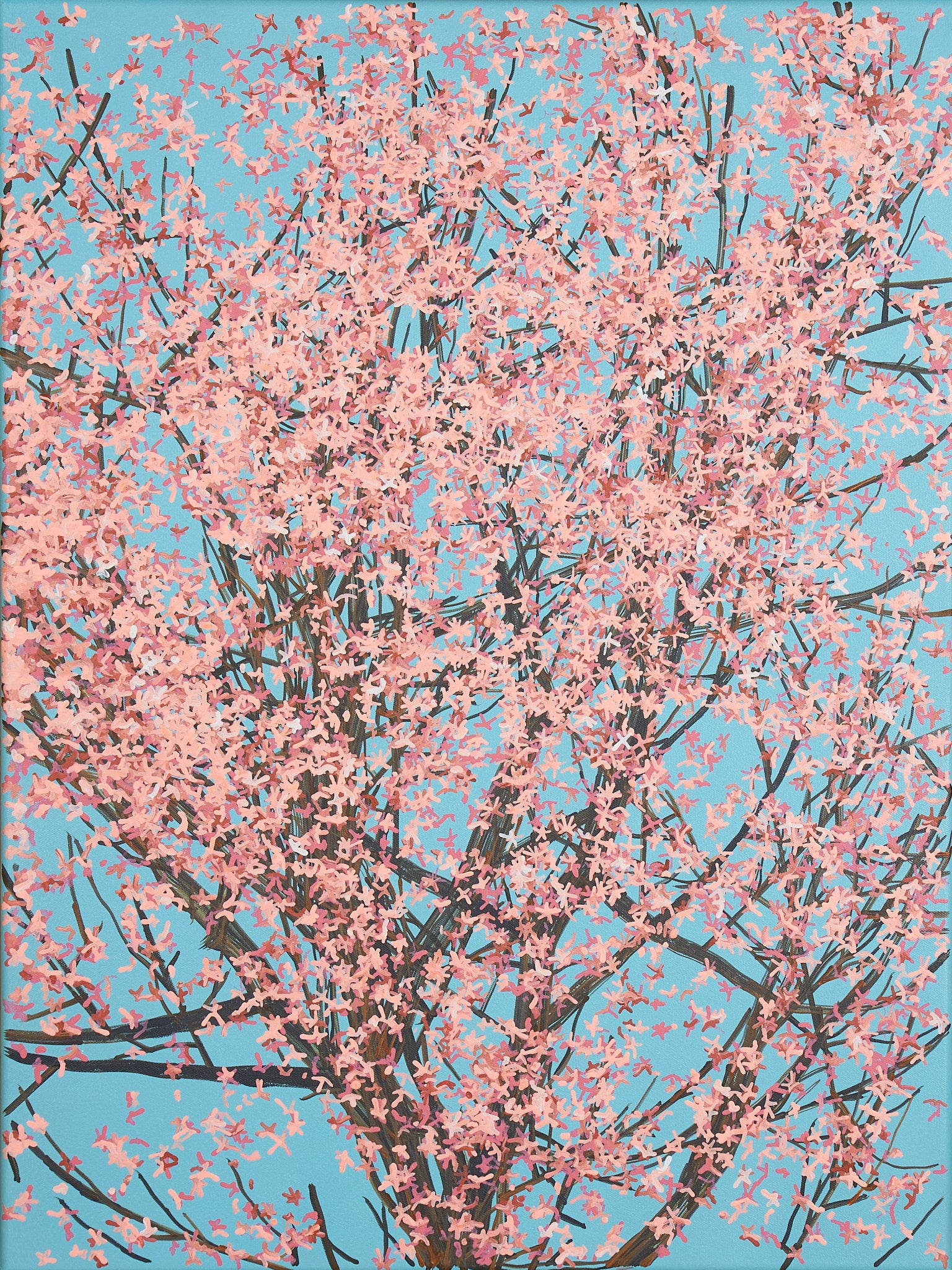Sakura 01 / 001