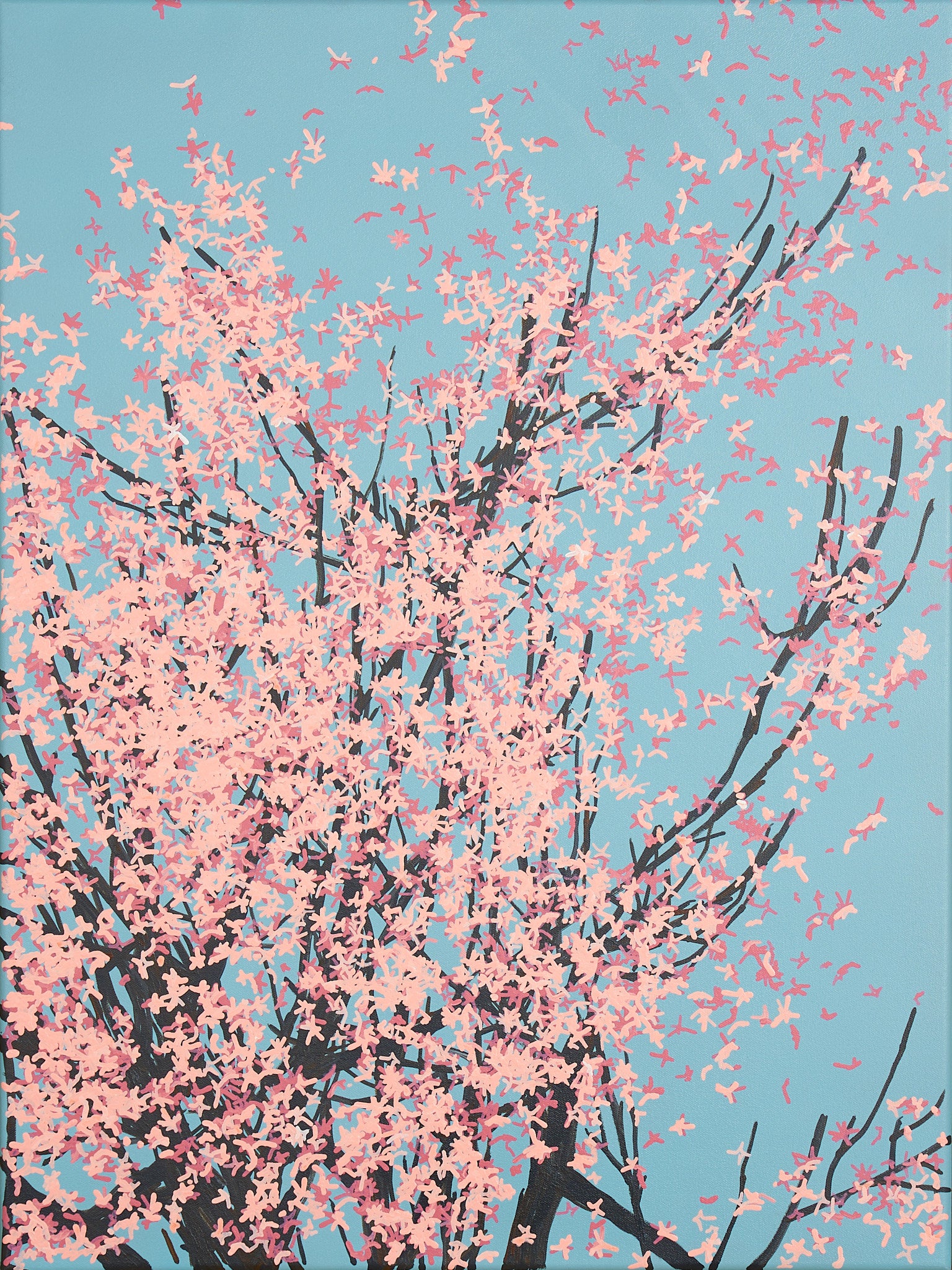 Sakura 01 / 002