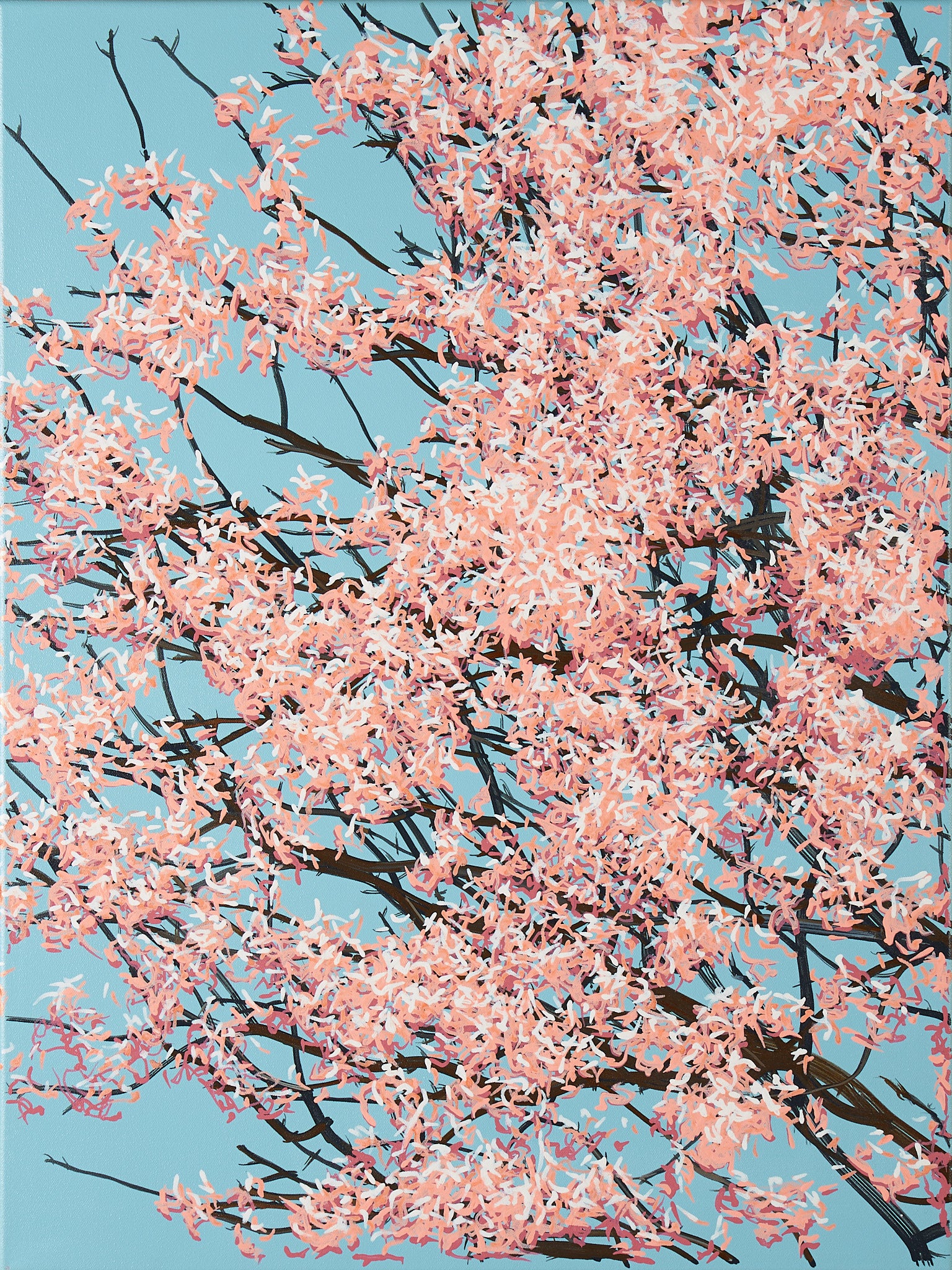 Sakura 02 / 004
